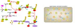 Specification of Rule-Based Simulations of Biochemical Processes