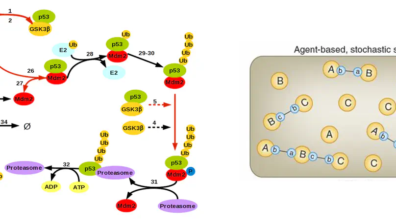 Specification of Rule-Based Simulations of Biochemical Processes